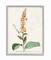 Stupell Industries Botanical Flower Gray Framed Wall Art